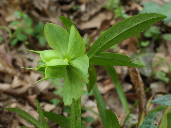 Helleborus viridis